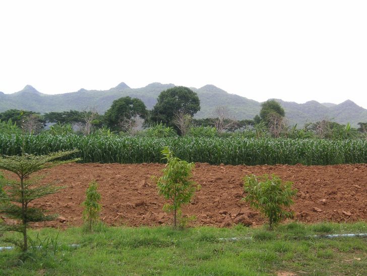 sweet corn Baby Mais