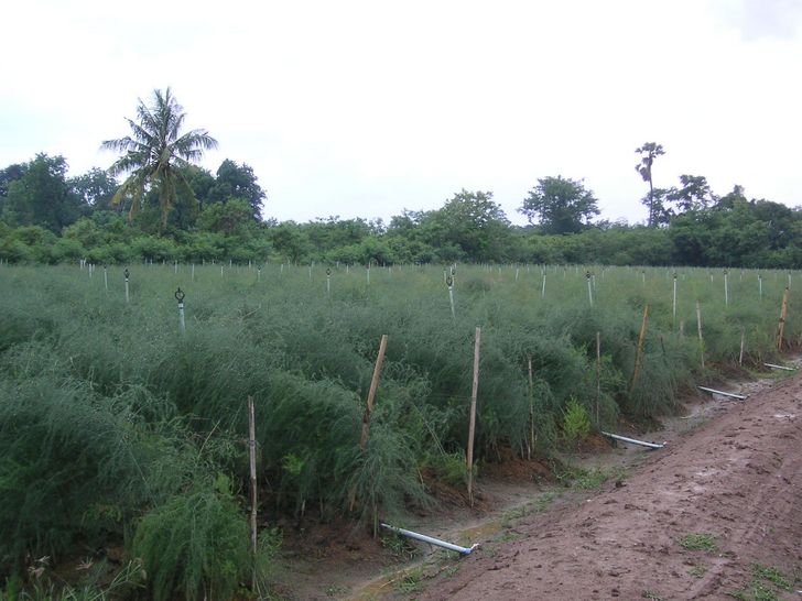 green asparagus