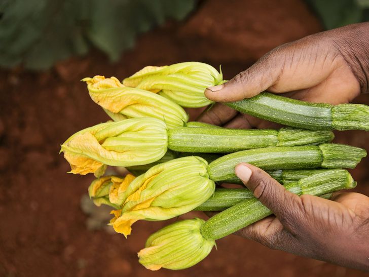 Zucchini