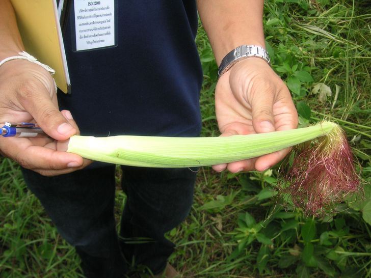 baby corn sweet baby corn