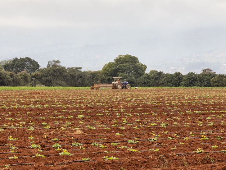 Mini Zucchetti Mini Zucchini