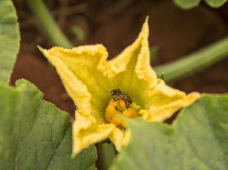 Zucchetti Blüte