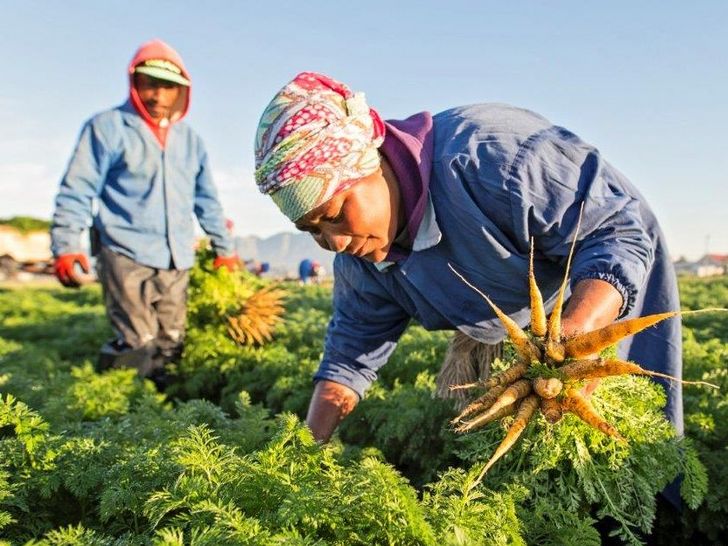 Mini Karotten Baby carrots